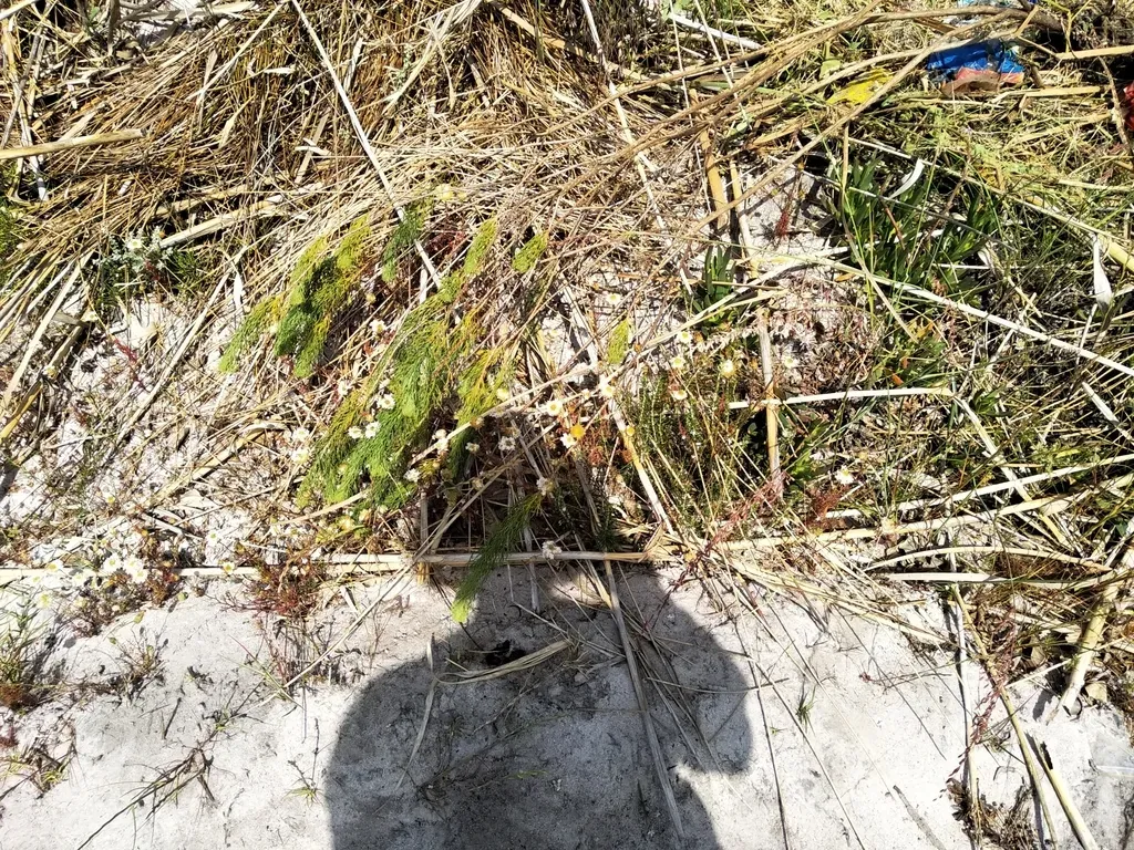 Wahlenbergia Longifolia