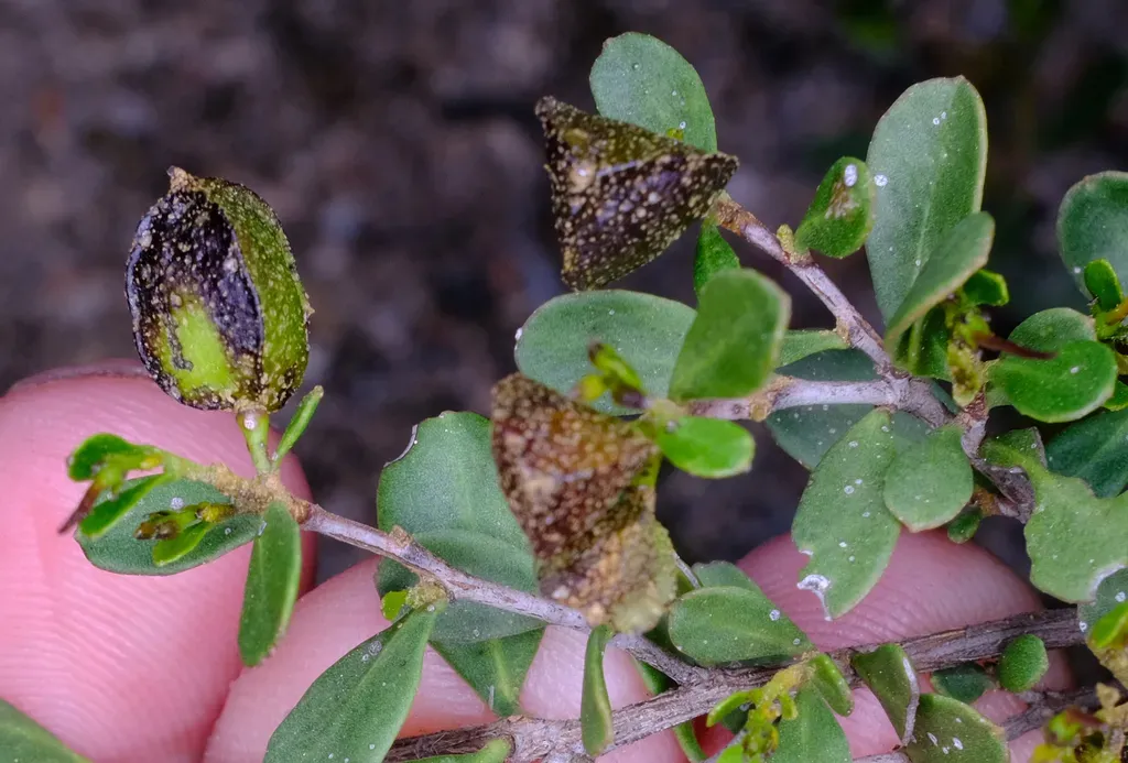 Dodonaea Bursariifolia
