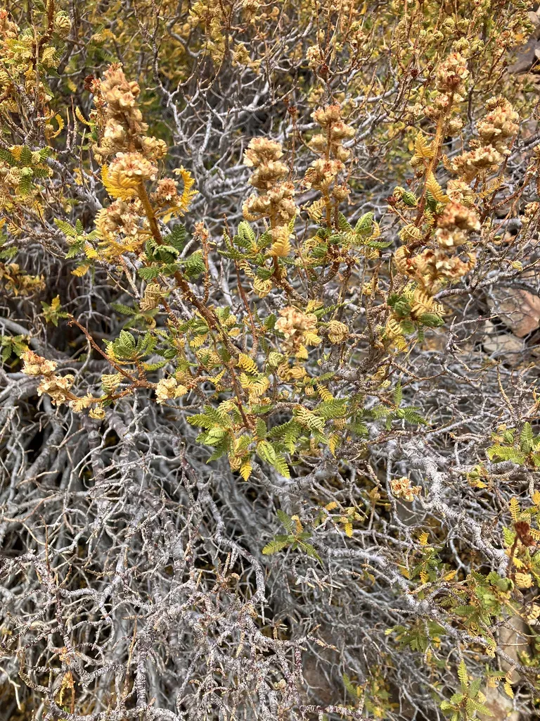 Fernbush