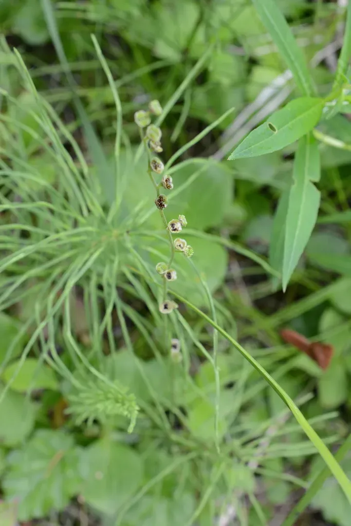 Five Stamened Miterwort