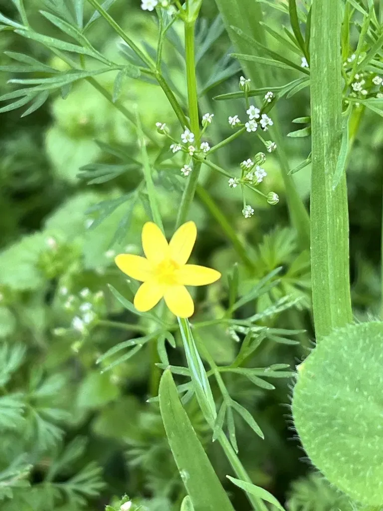 Nodding Blue-eyed Grass