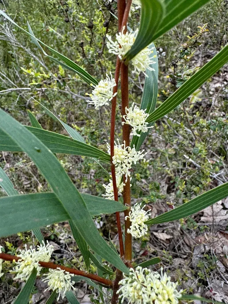 Hakea Falcata