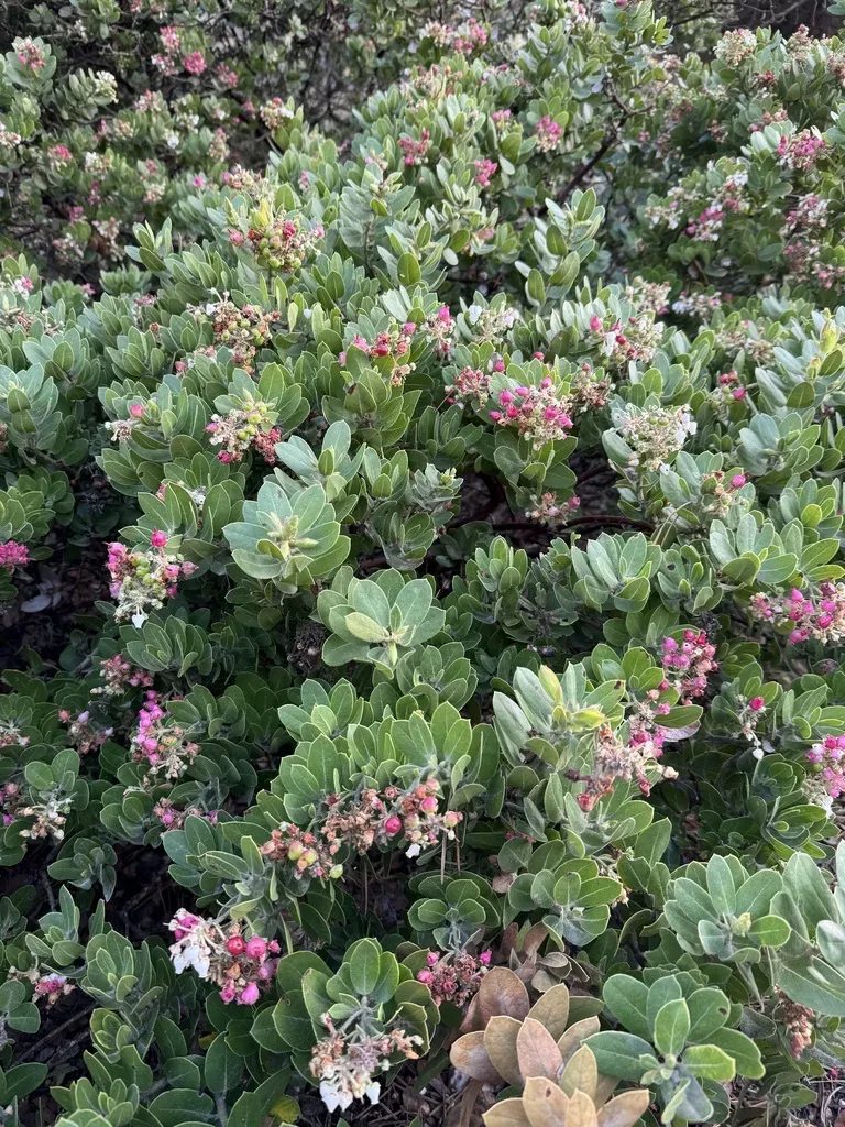 Santa Rosa Island Manzanita