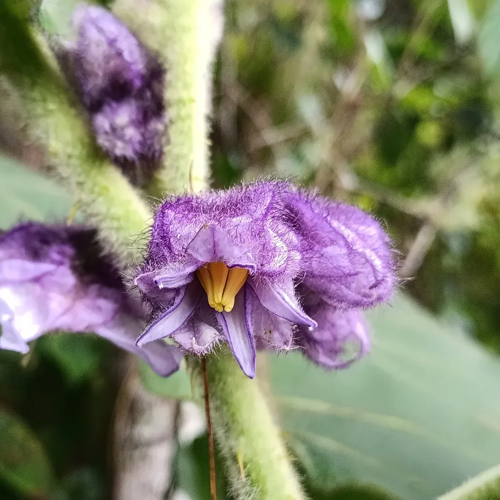 Solanum Vestissimum