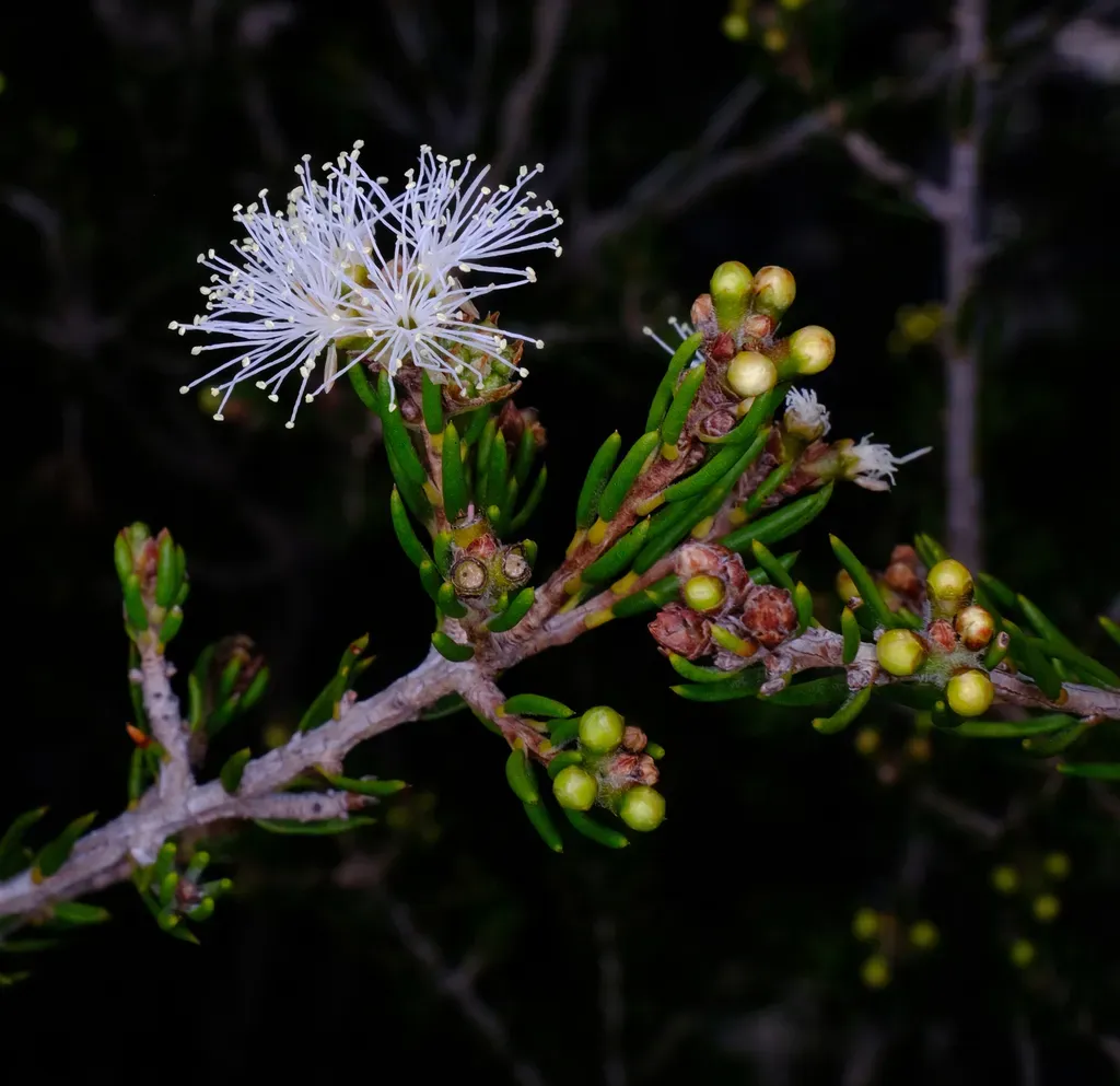 Melaleuca Pauperiflora