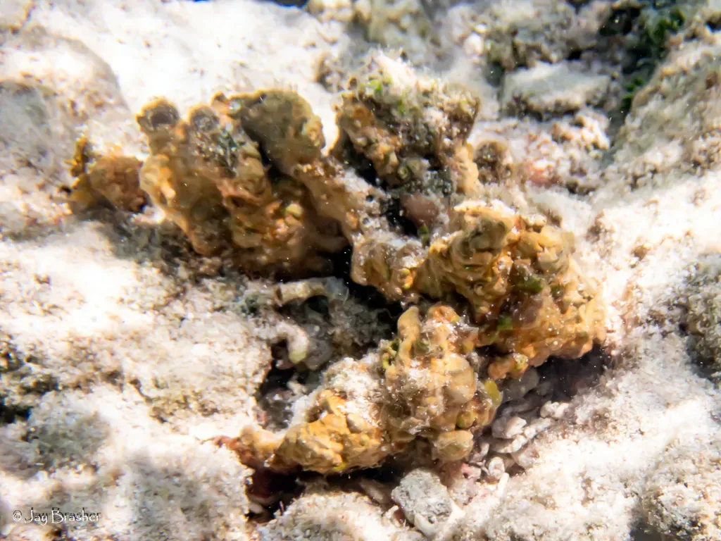Encrusting Coralline Algae