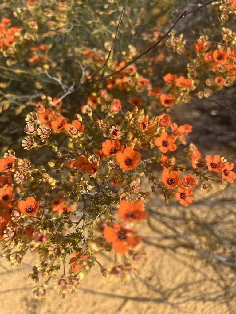 Pileanthus Peduncularis