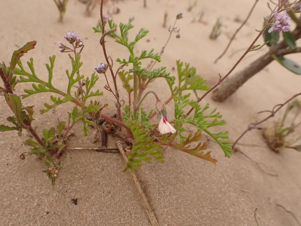Ragwort Storksbill