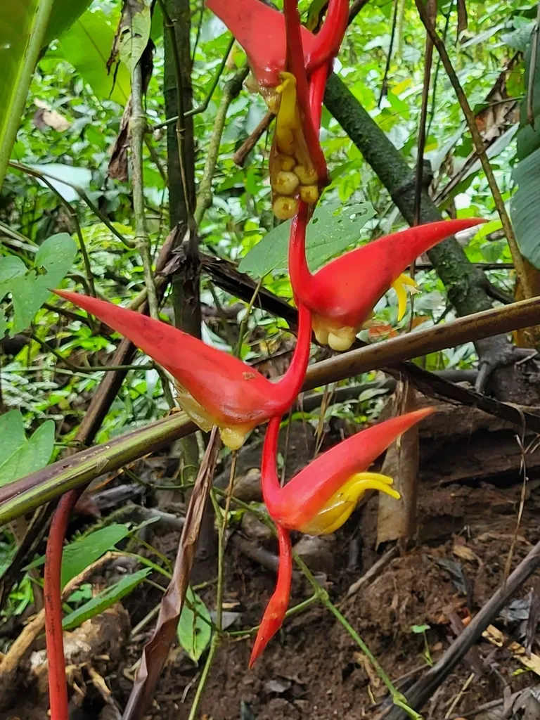 Heliconia Trichocarpa