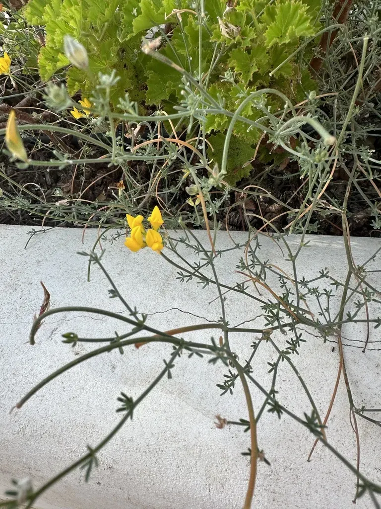 Lotus Sessilifolius