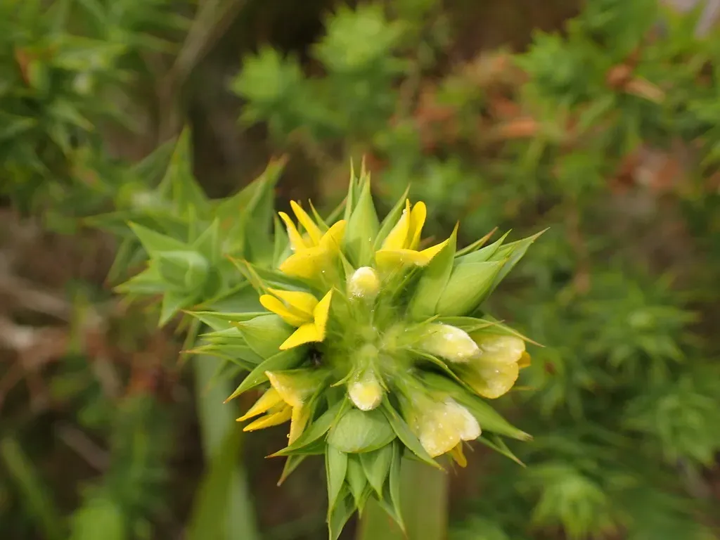 None Widely Recorded