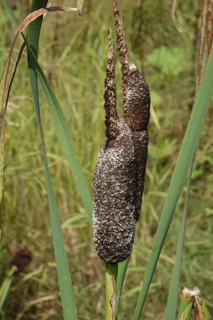 Typha Incana