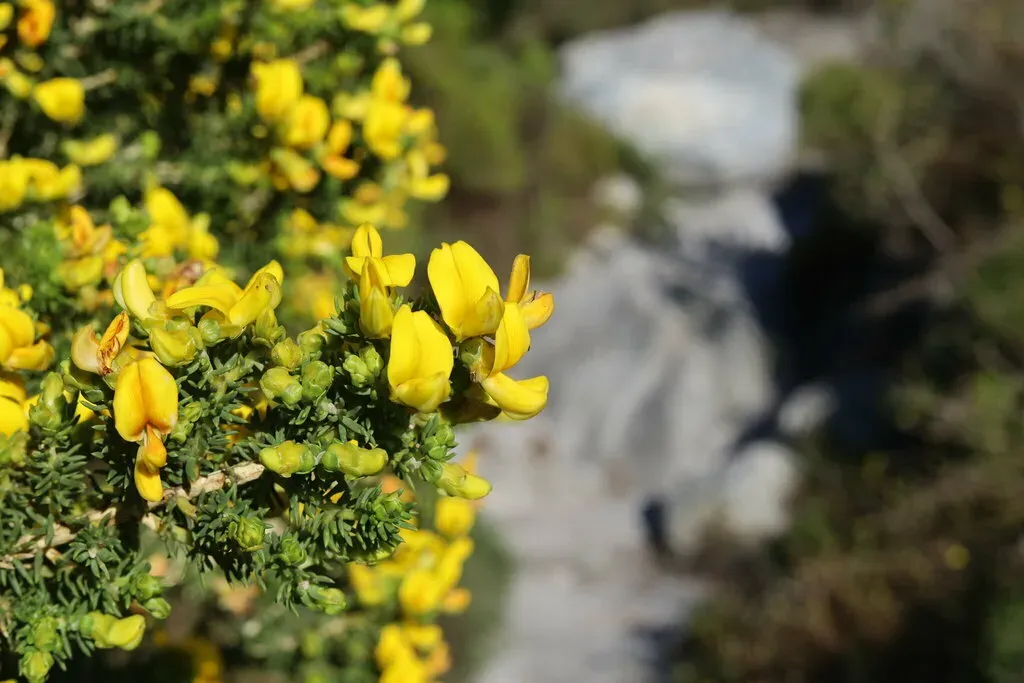 Cape Capegorse