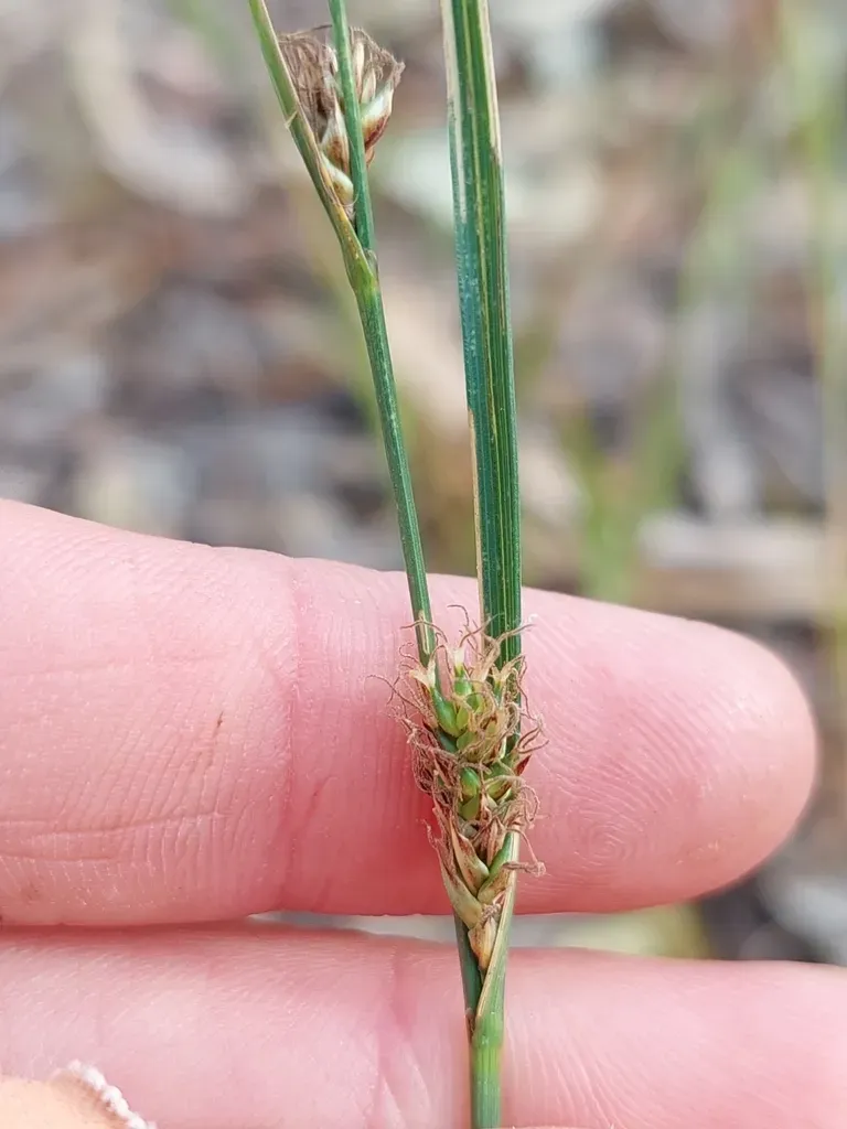 Carex Bichenoviana