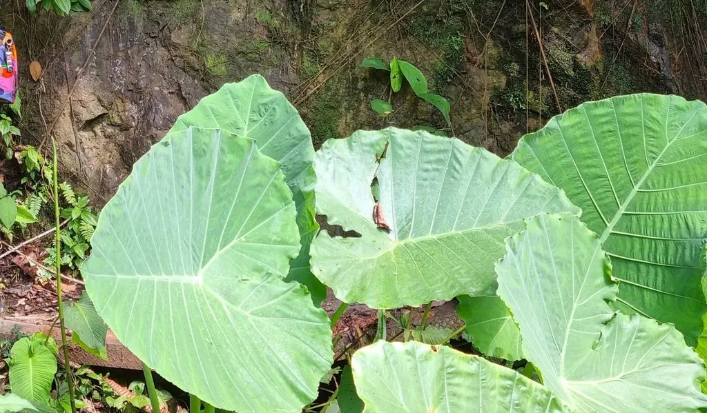 Giant Elephant Ear