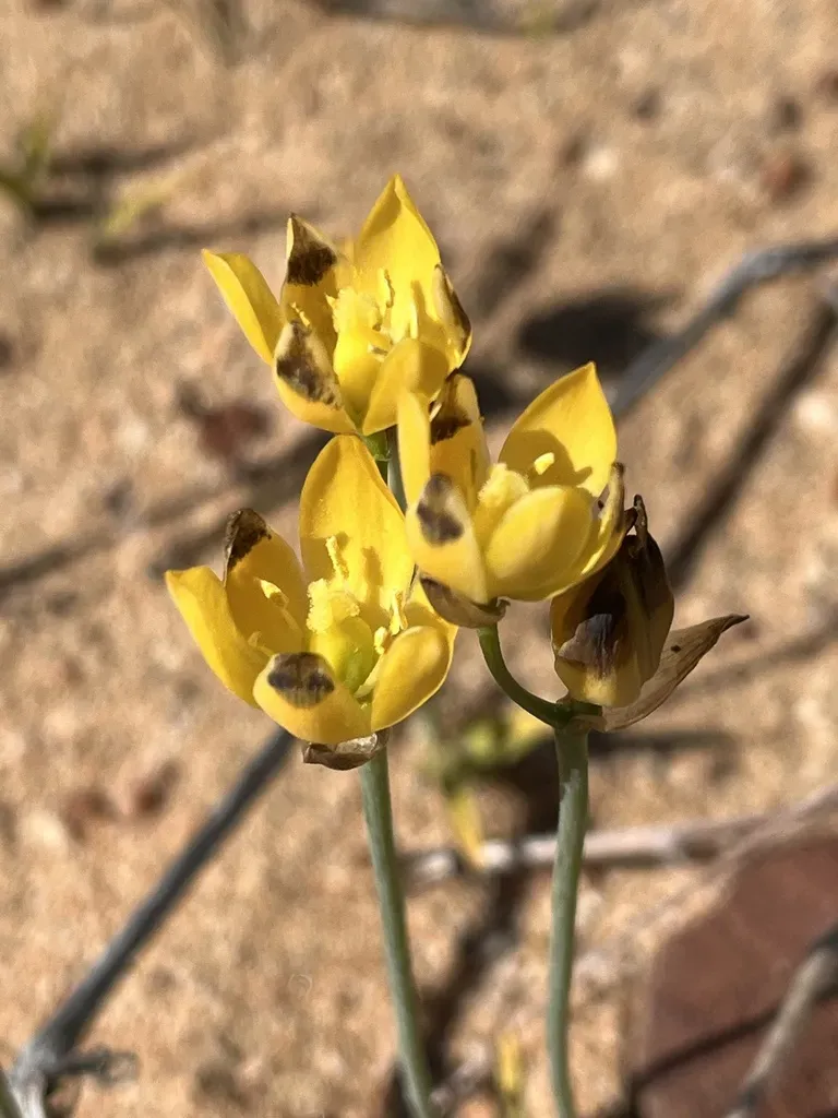 Snake Flower