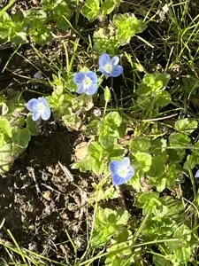 Bird's-eye Speedwell