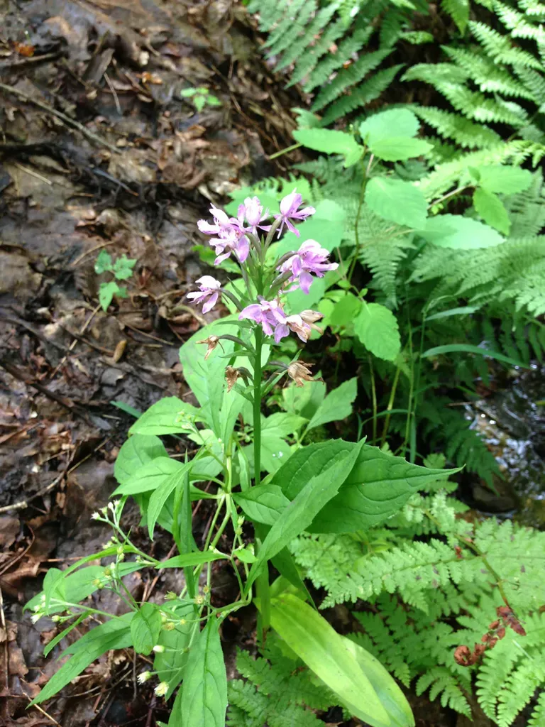 Lesser Purple Fringed Orchid