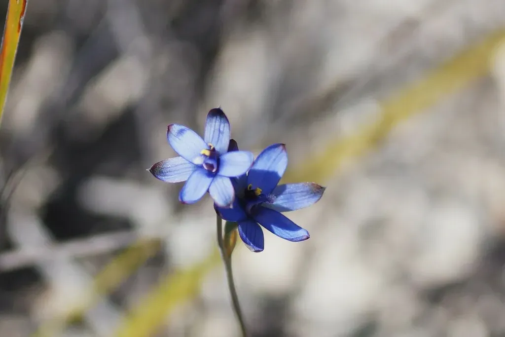 Azure Sun Orchid