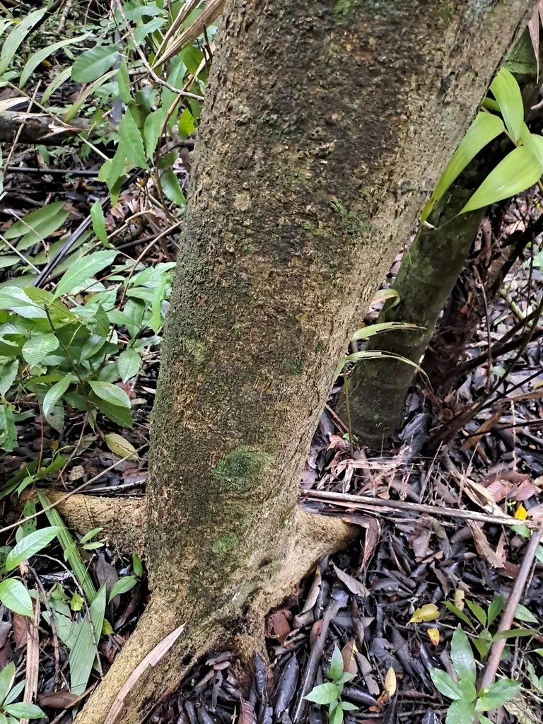 Robrichia Schomburgkii