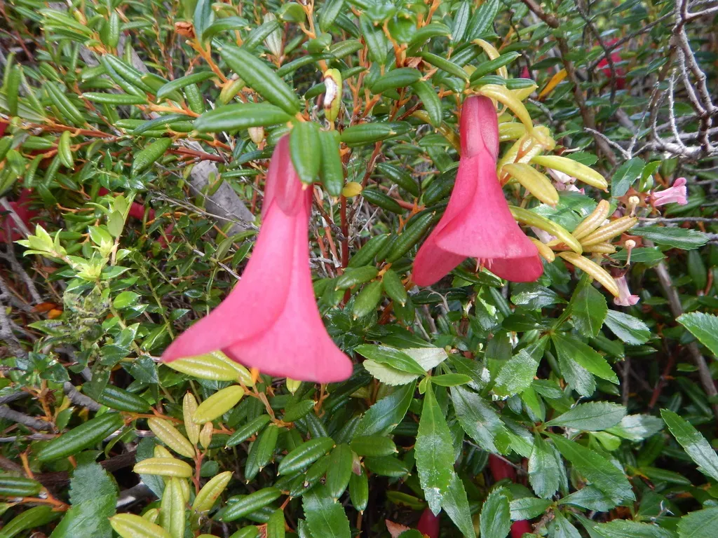 Magellan Austral Bellflower