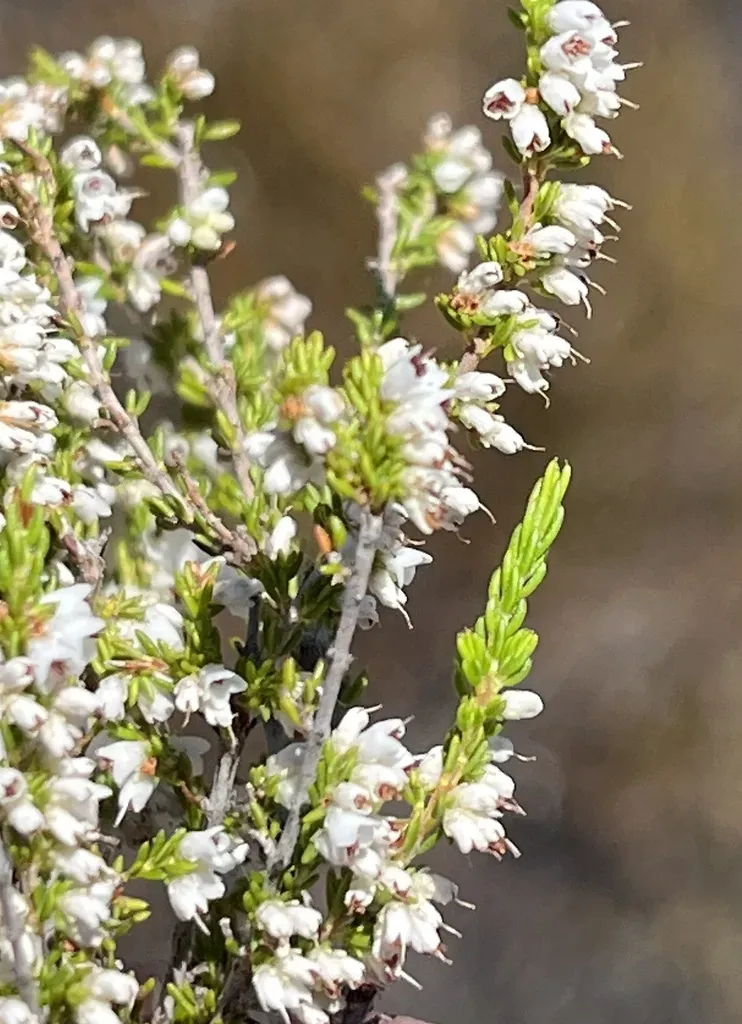 Erica Eremioides