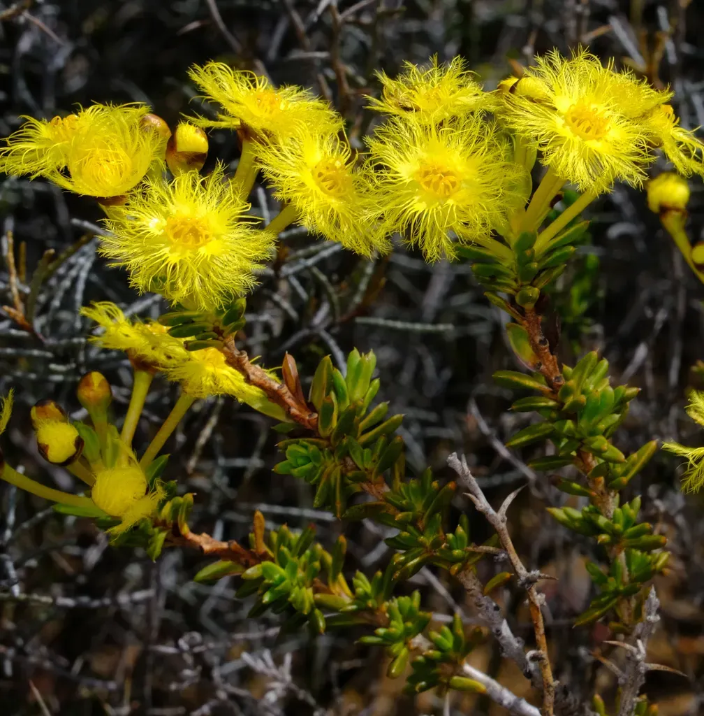 Verticordia Grandiflora