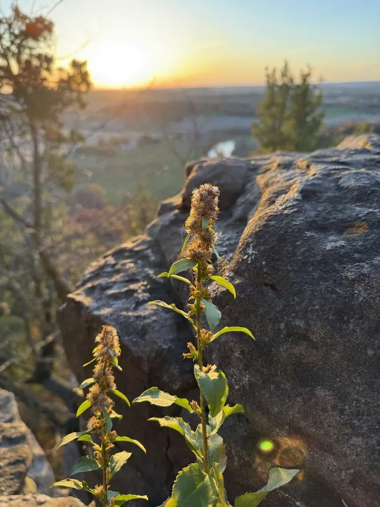 Shadowy Goldenrod
