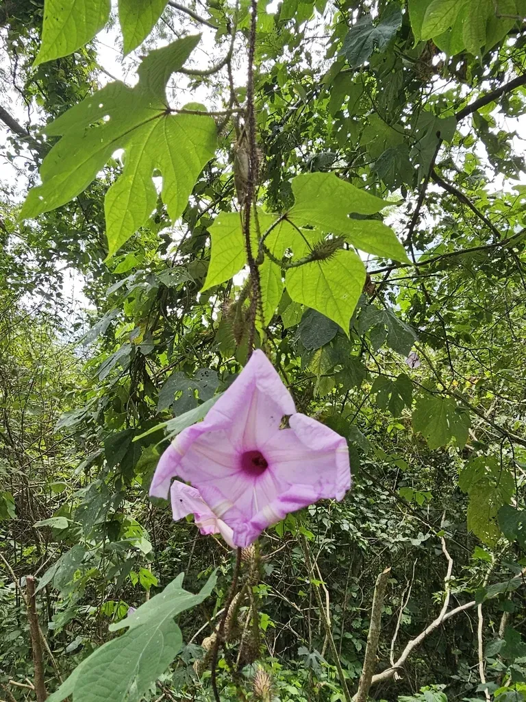 Brazilian Morning-glory