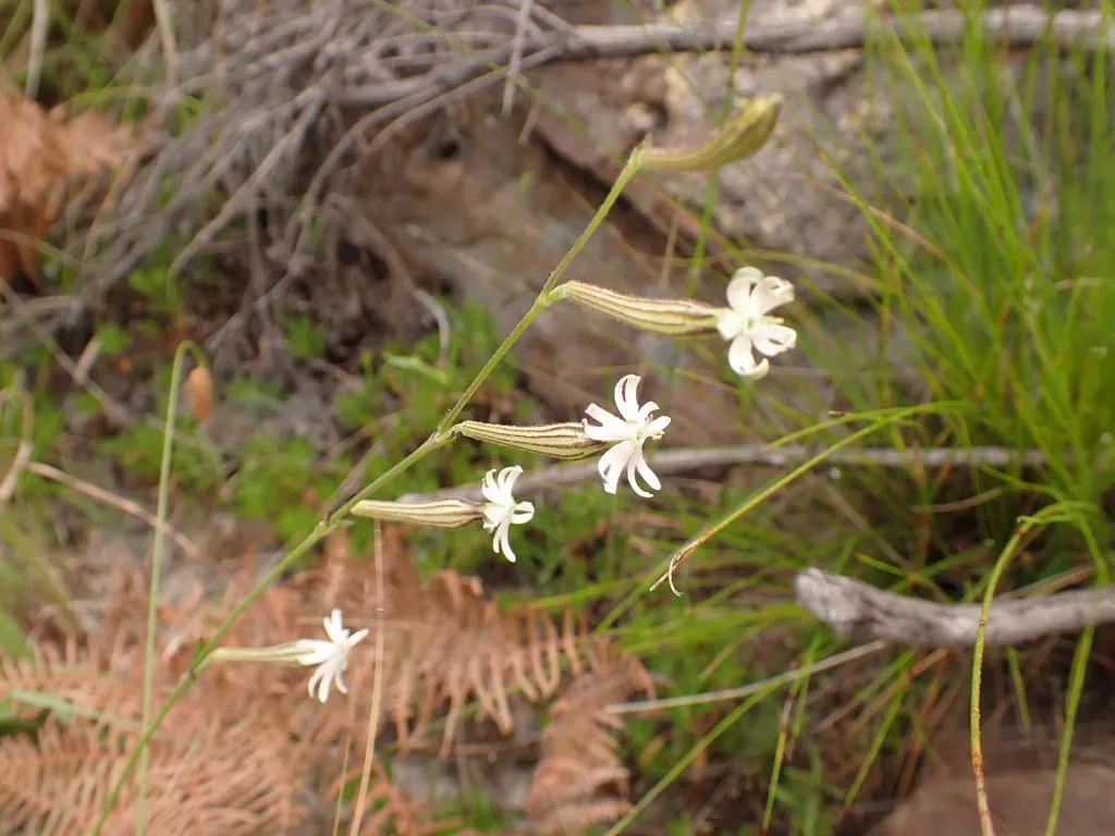 Silene Burchellii