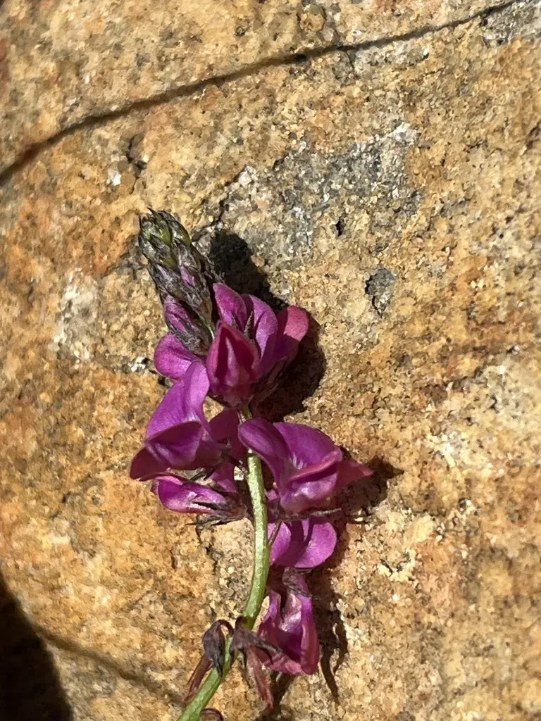 Ground Longstalk Indigo