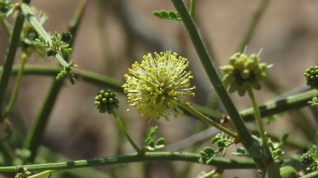 Prosopidastrum Globosum