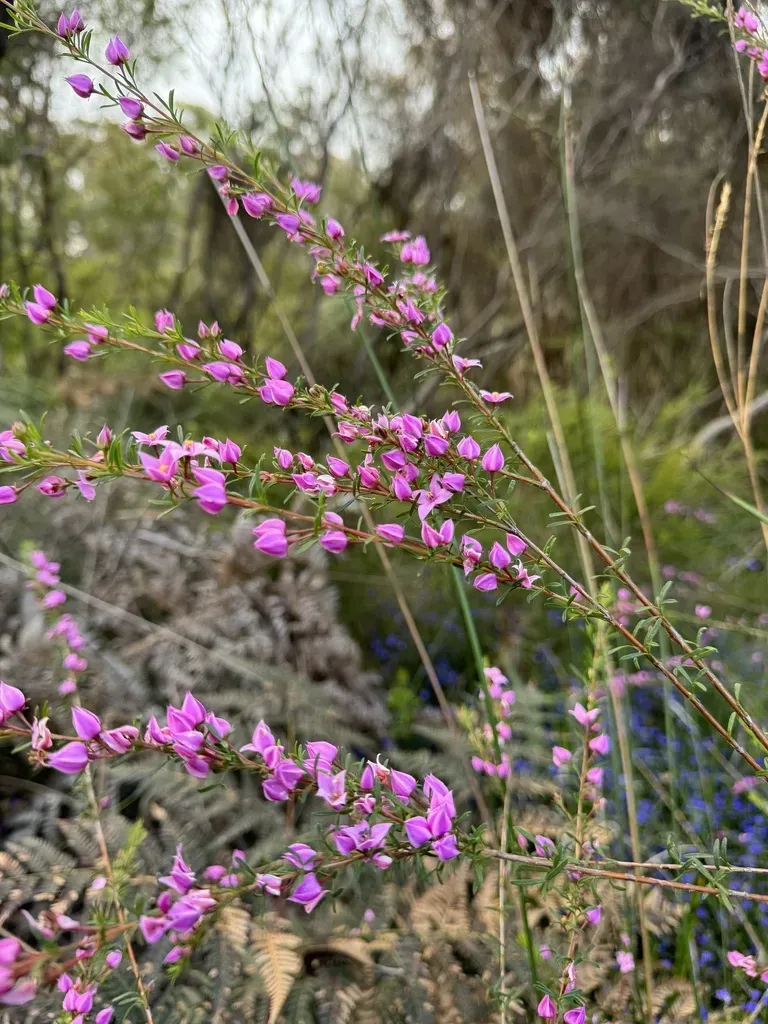 Boronia Virgata
