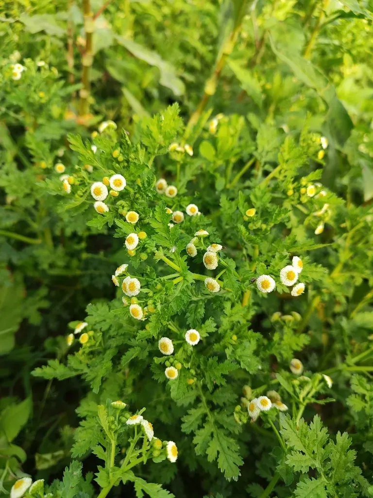 Plagiocheilus Tanacetoides