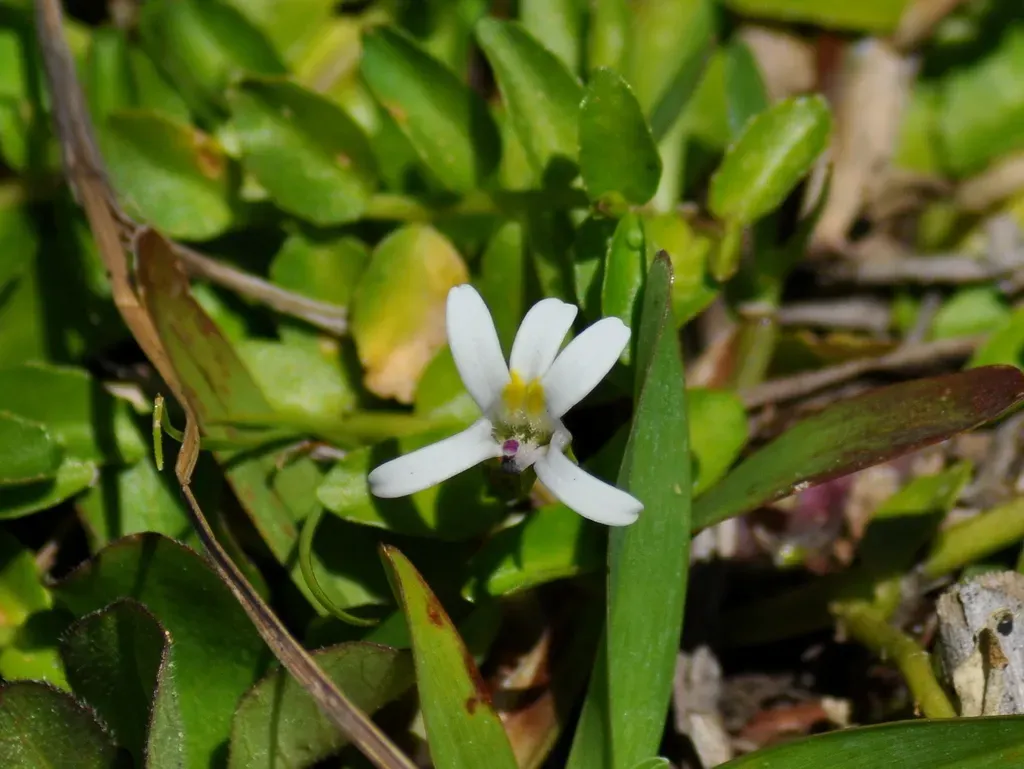 Lobelia Hederacea