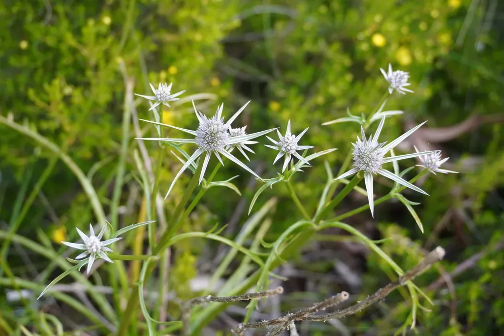 Eryngium Pinnatifidum