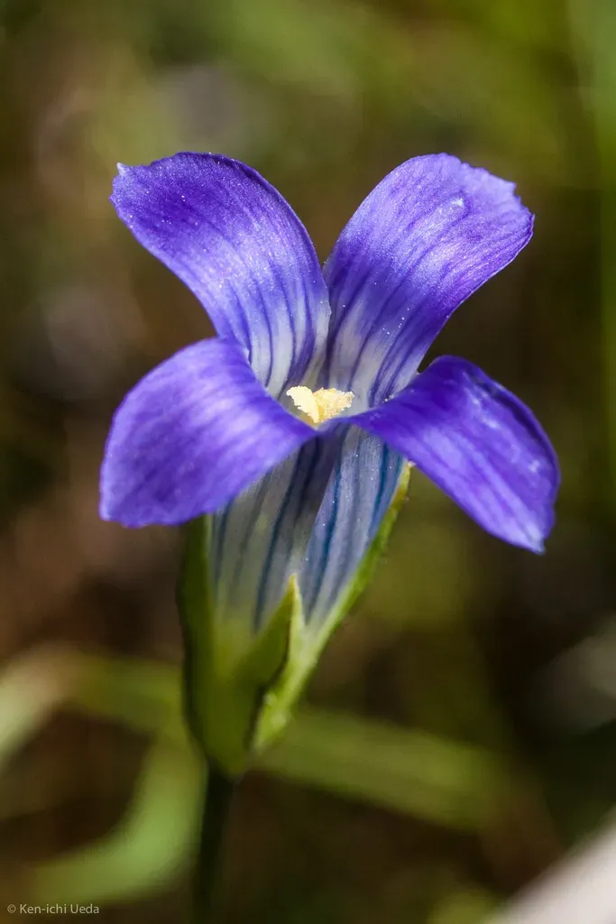 Sierra Fringed Gentian