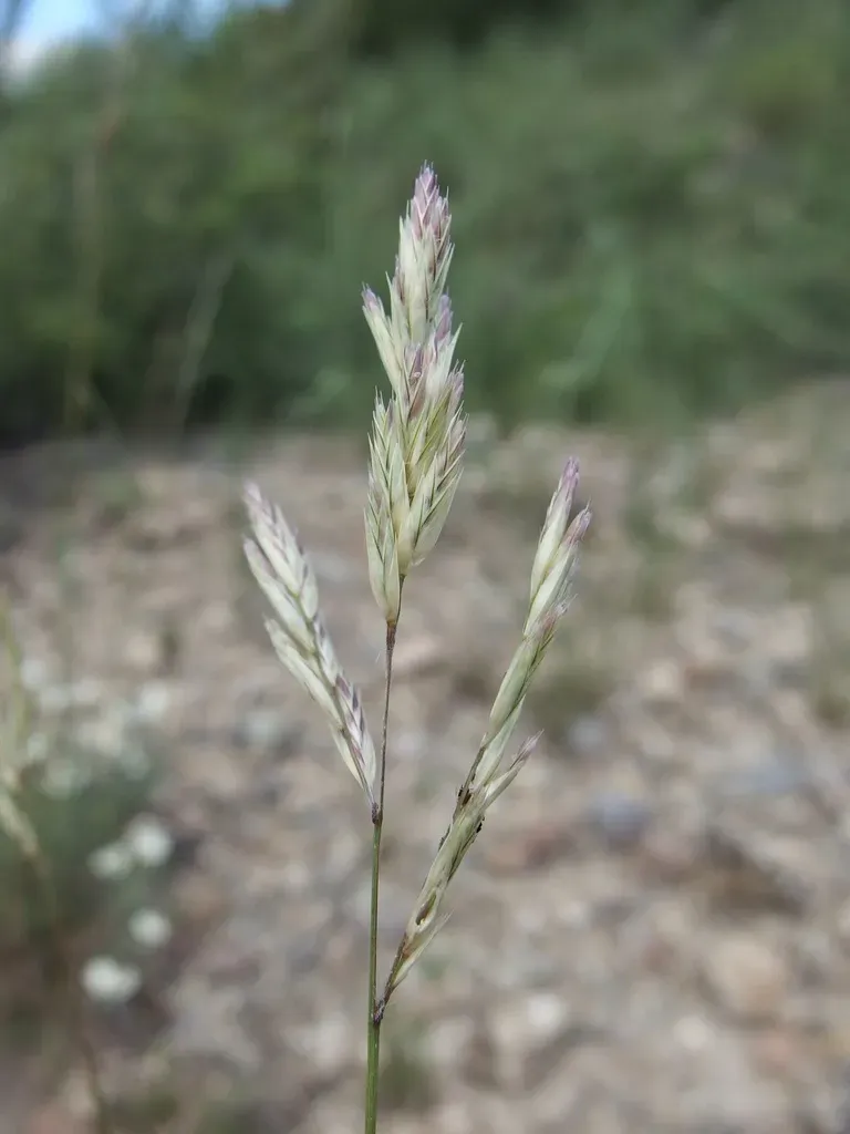 Large-flower Woolly Grass