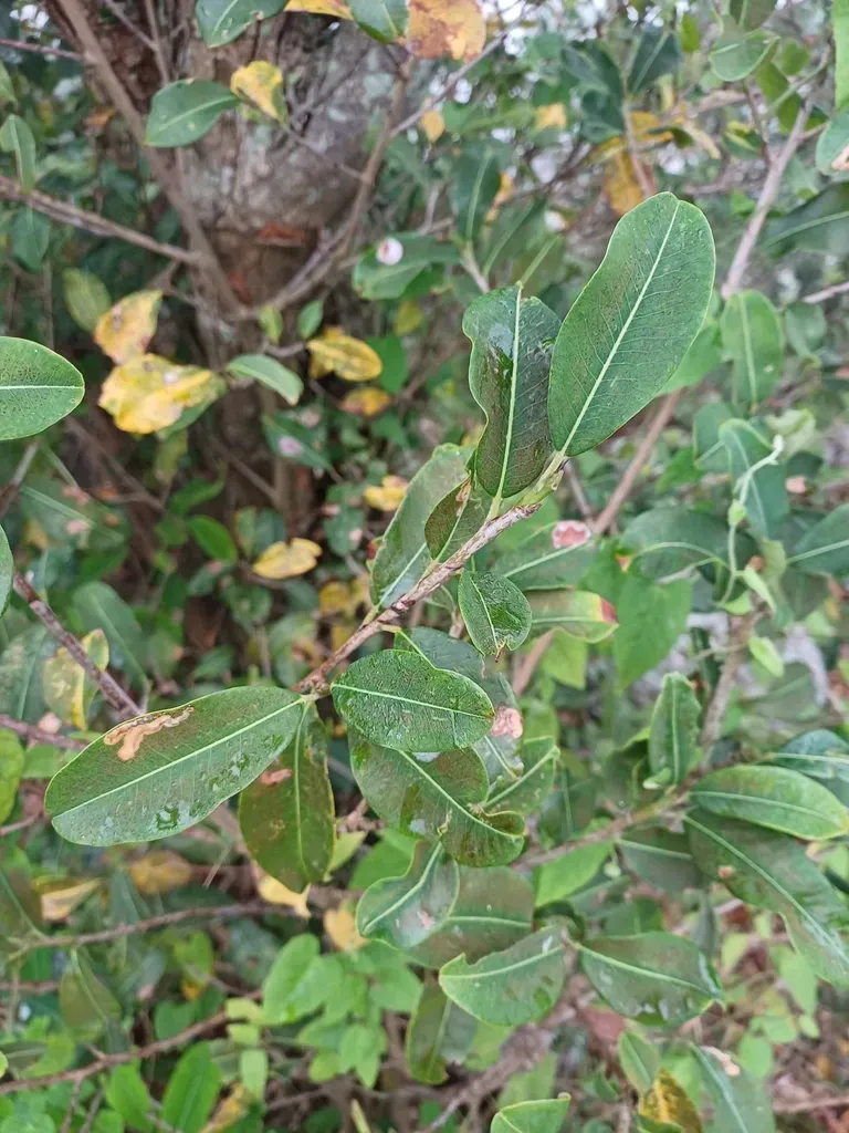 Erythroxylum Argentinum