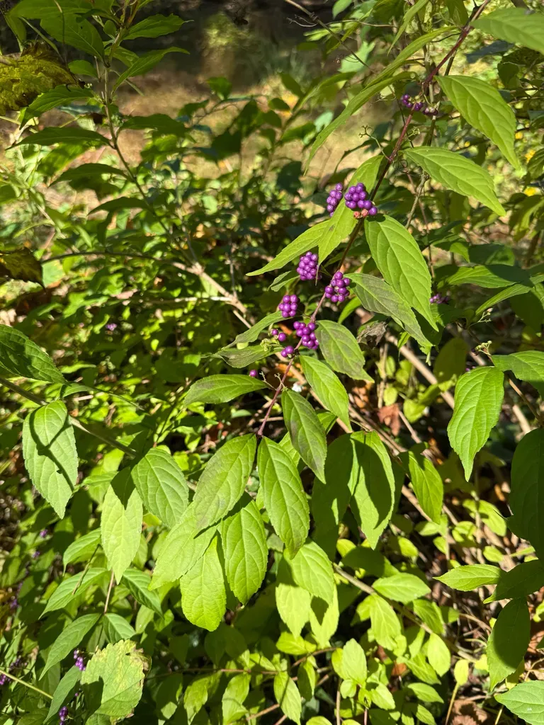 Purple Beautyberry