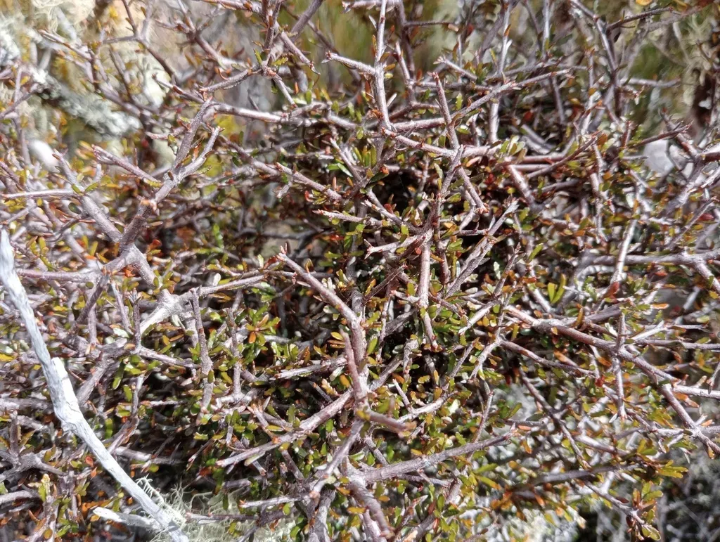 Pittosporum Anomalum