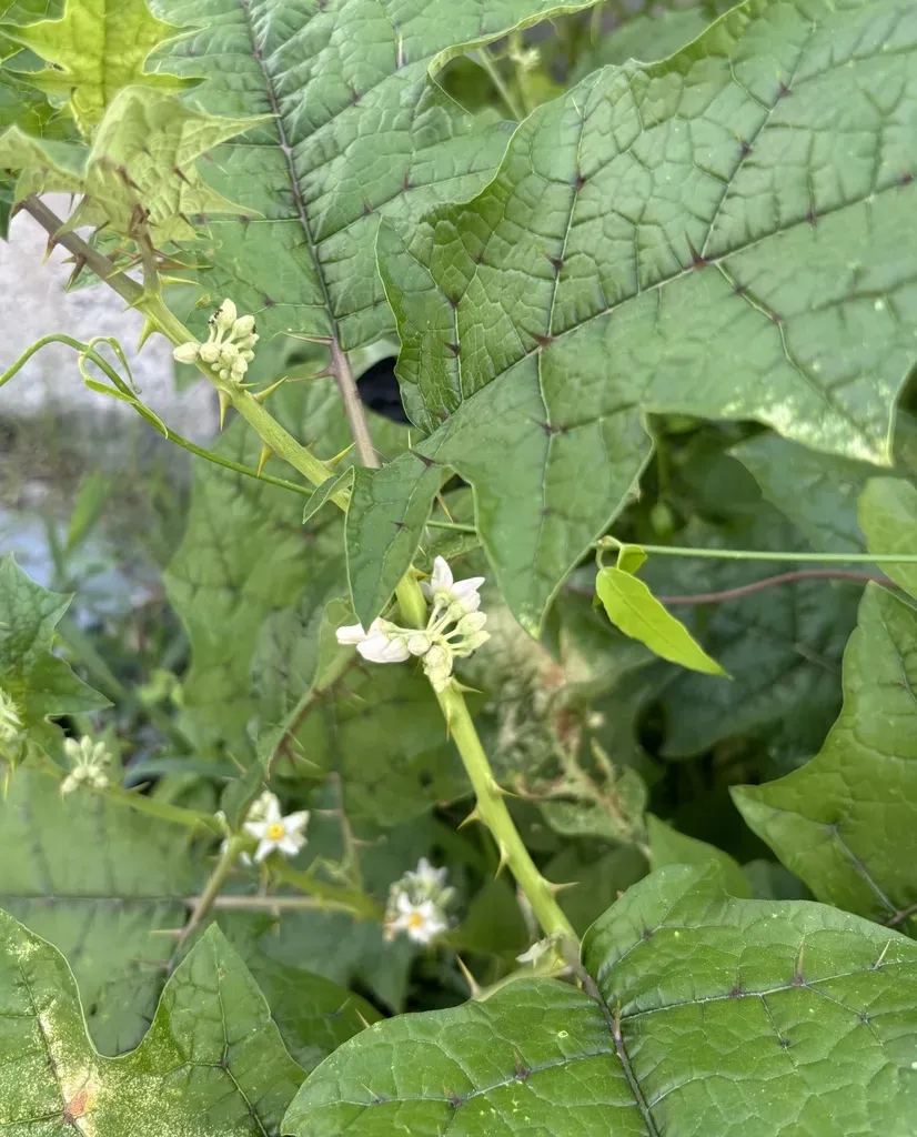 Stramonium-leaved Nightshade