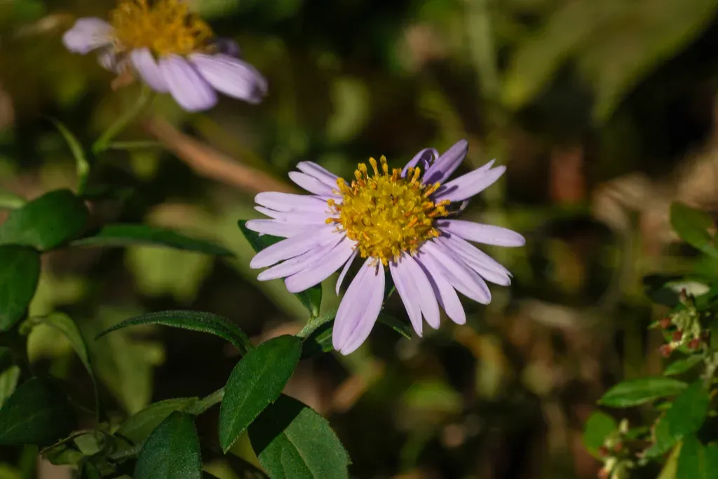 Aster Yomena