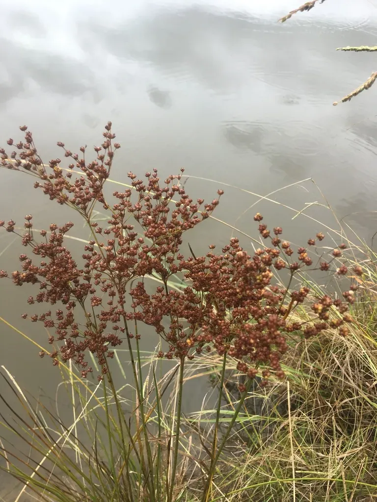 Large Grass-leaved Rush