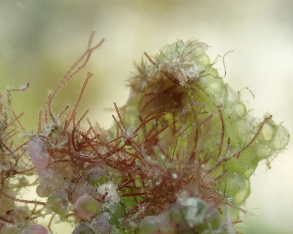 Centroceras Clavulatum