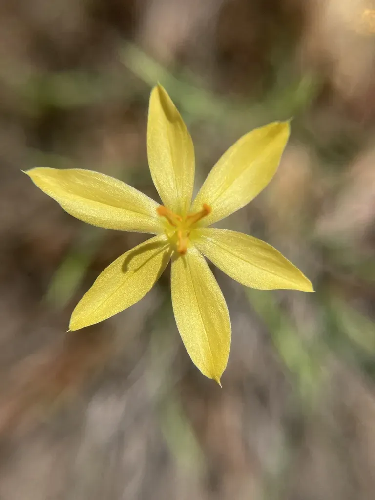 Sisyrinchium Vaginatum