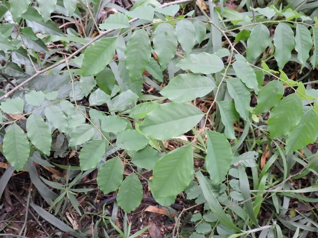 Dalbergia Frutescens