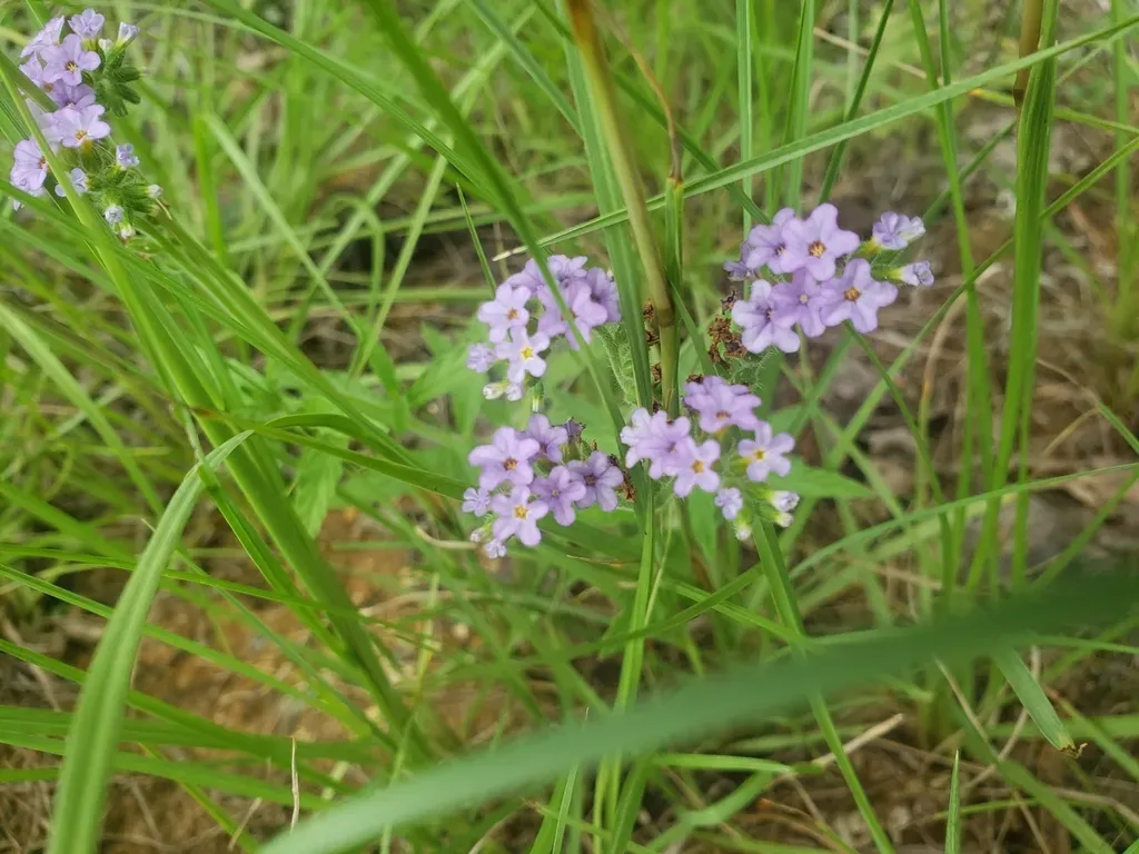 Clasping Heliotrope