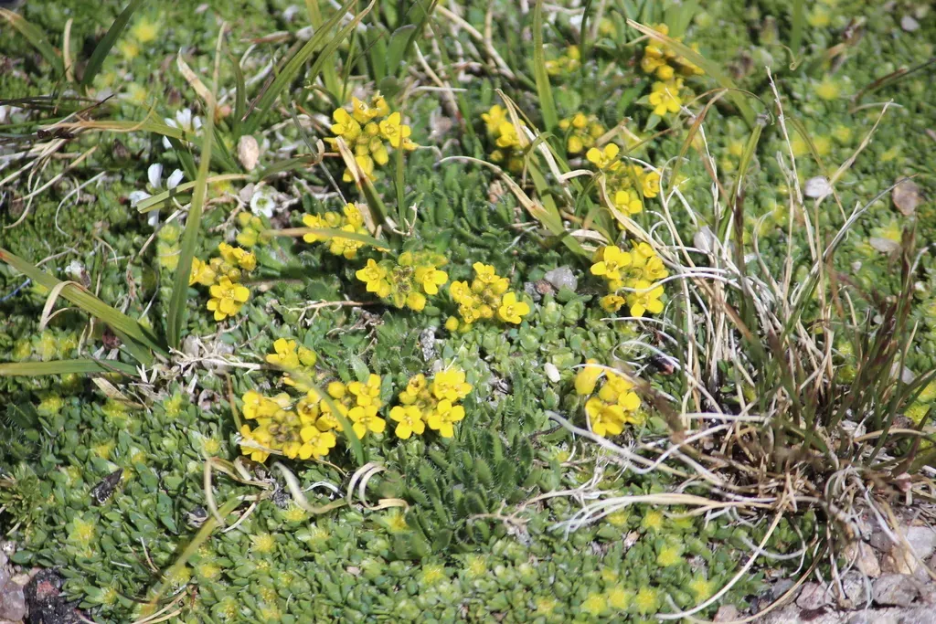 Pretty Draba