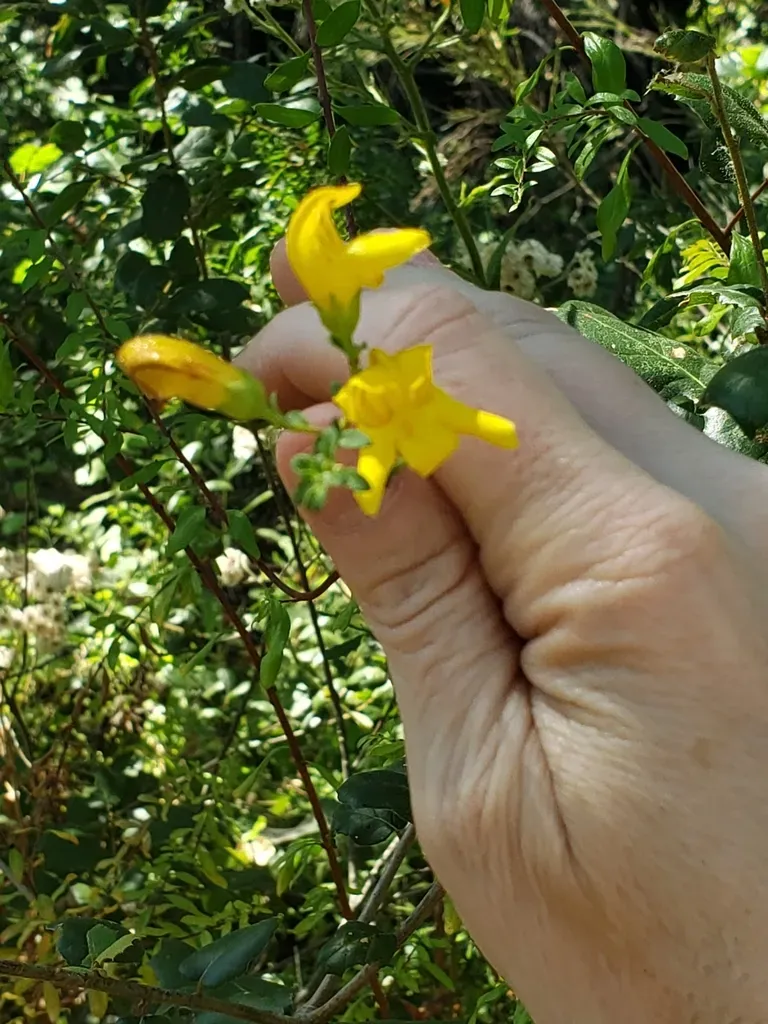 Yellow Bush Penstemon